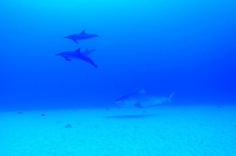 tiger shark and dolphins